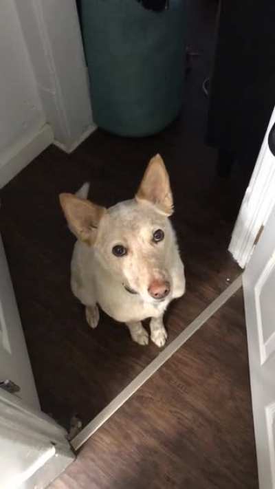 tERRiFieD dOg TriEs t0 teLL Us tHaT tHe SERiAL kiLLeR iS RiGHt BeHiNd tHE DO0R