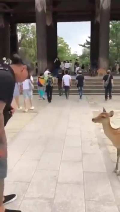 Э, а печеньку?