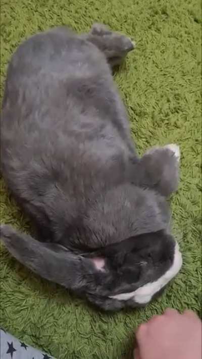 She likes to flop for her fuss. Gal's got to get comfy right?