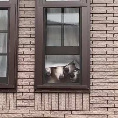 Snoots in the window