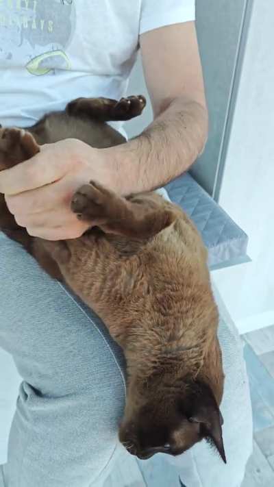 How do you cut your cat's claws?