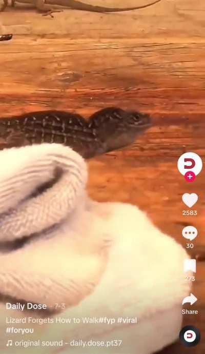 Shiddy lizard