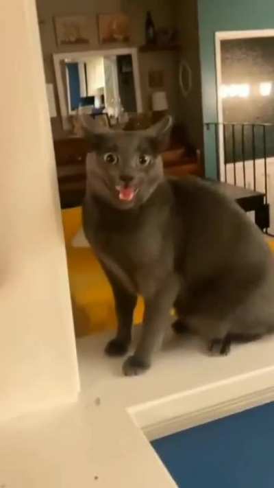 cat?