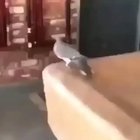 Unconditional love