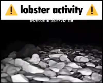 Lobster activity