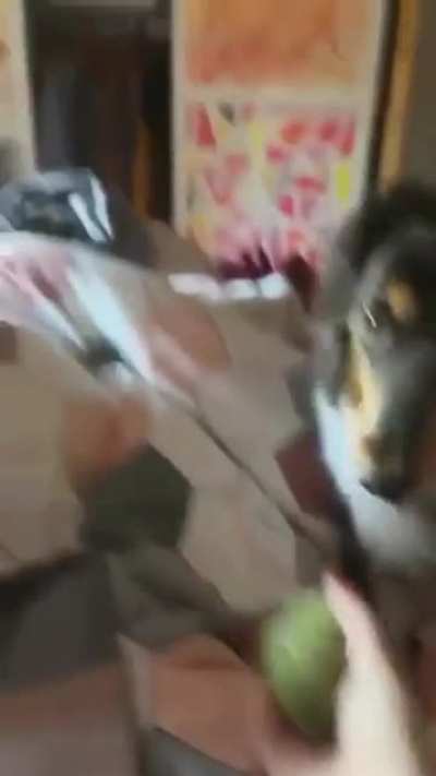 fetch!