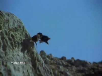 Caution: Golden Eagle drags a Mountain Goat off a cliff ⛔️ ⚠️ ☠️