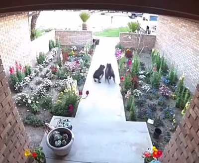 Time for a nice walk?