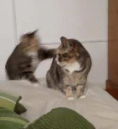 Sneak Attack (OC)