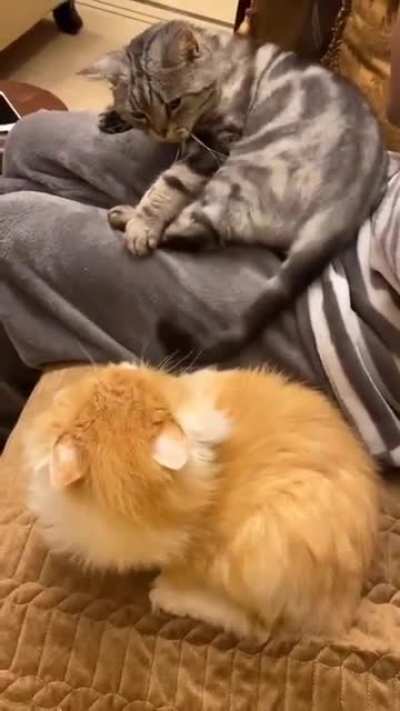 Stop it! It's my tail!
