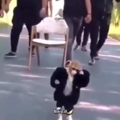Funky Monkey Monday