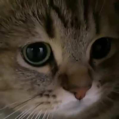 Gatito