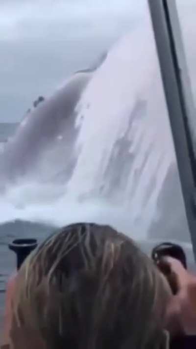 Humpback whale jumping out of water