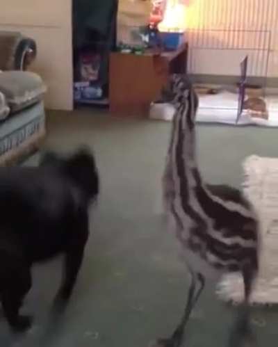 Emu chick slammywhammies!!