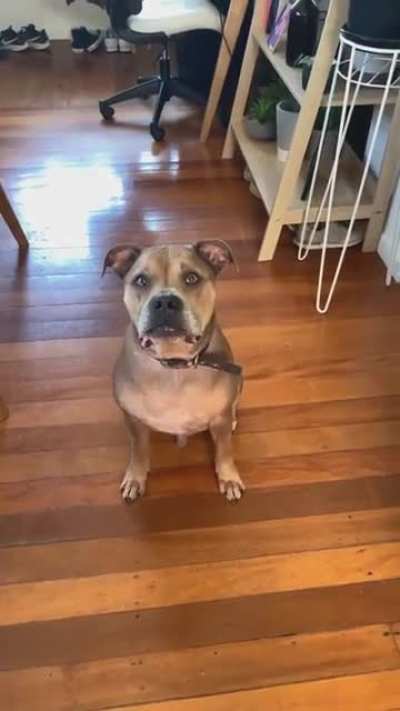 Dog scream