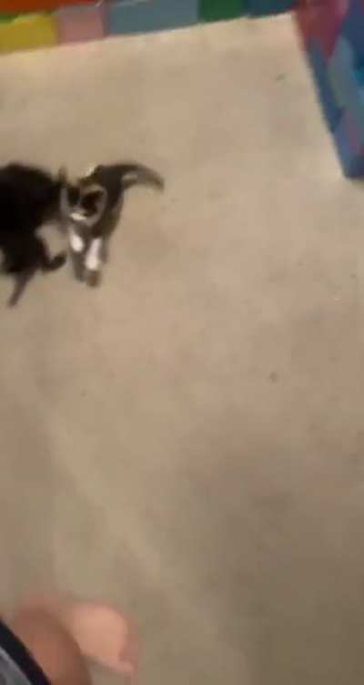 Two very pointy points, a floofy point, and a white tipped tuxedo point!