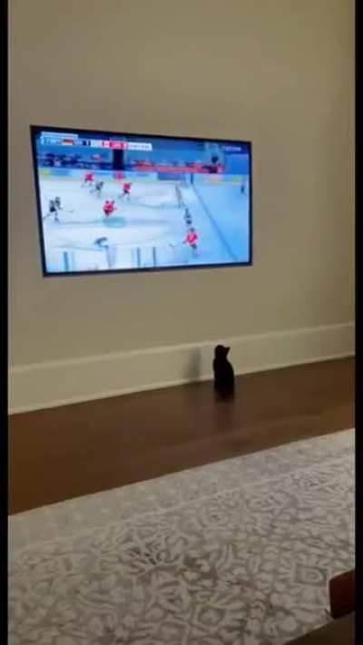 Reasons why this cat wouldn’t survive in the wild
