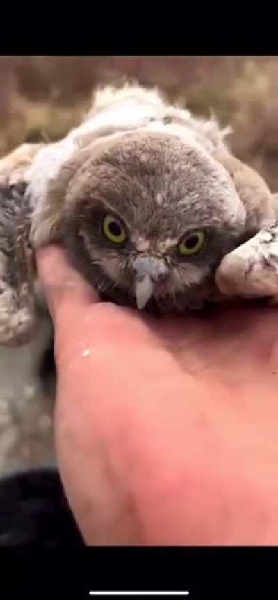 Wildlife Conservationist returns Owls to their people