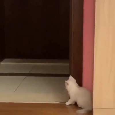 Ambush Kitten!