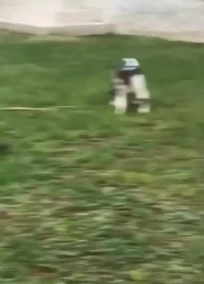 Poor kitty