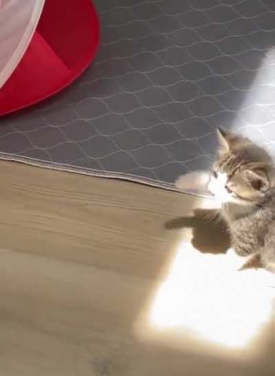 Kitten experiencing sunbeam for the first time.