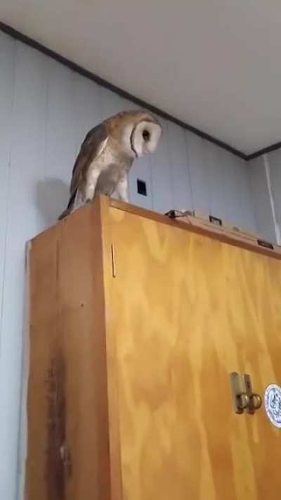 Loud owl.