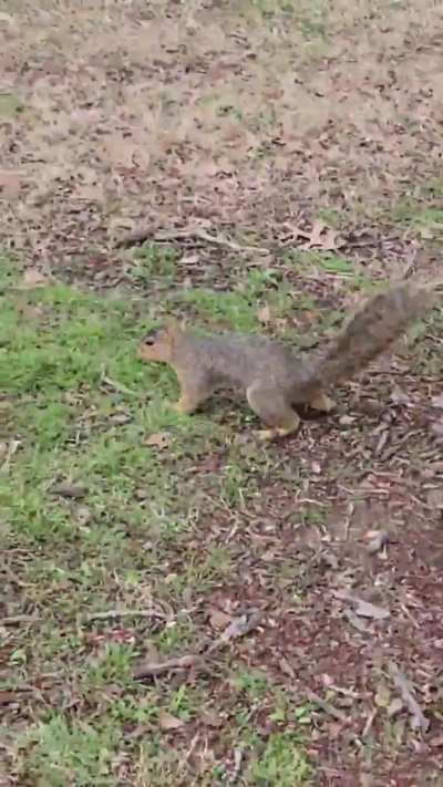 Strange wunkoso I encountered last week (sounds are real trust me)