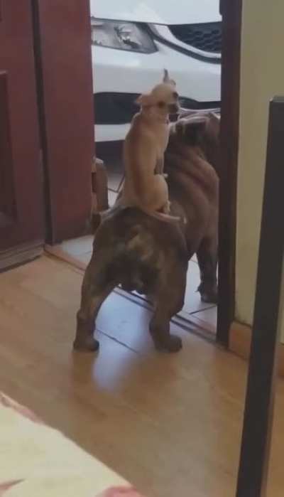 woof_irl