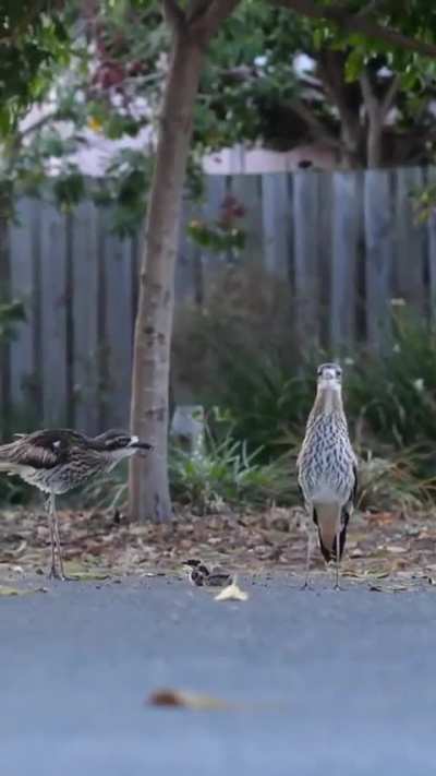 🔥Bush Stone Curlew courageously protects her chicks from the car passing by..