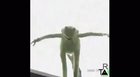 No Kermit, don’t do it!