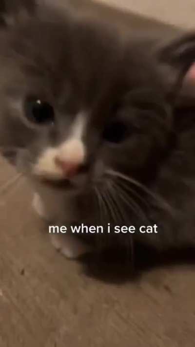 MUST PET WUNK