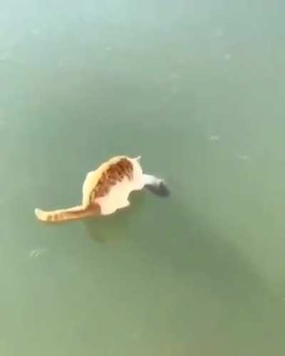 to catch a fish
