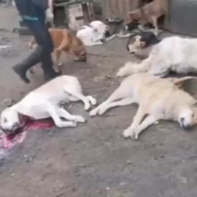 В воронежском приюте массово убили животных. Зоозащитники связывают трагедию со стройкой жилого комплекса поблизости, однако подозреваемые ещё не установлены. Инцидент произошёл в приюте «Дора» ночью 22 октября. По данным местных СМИ, неизвестные проникли