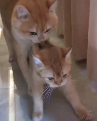 ох, уж эти яжемамки