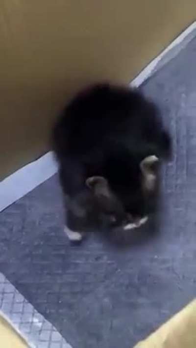 Mini chonk