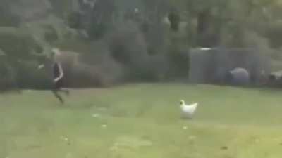 Top 10 anime races