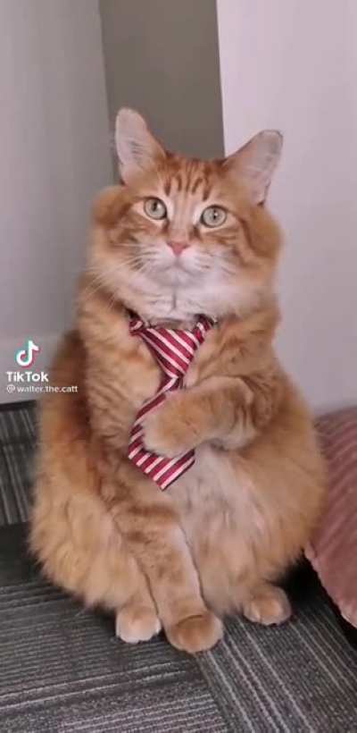 The confidence this cat has.