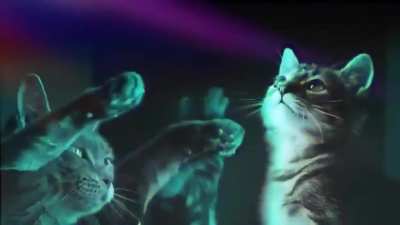 Sewer cat-rave :D