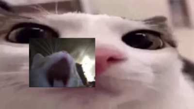 wunk