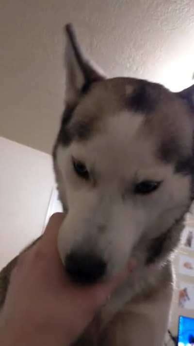 Husky_irl