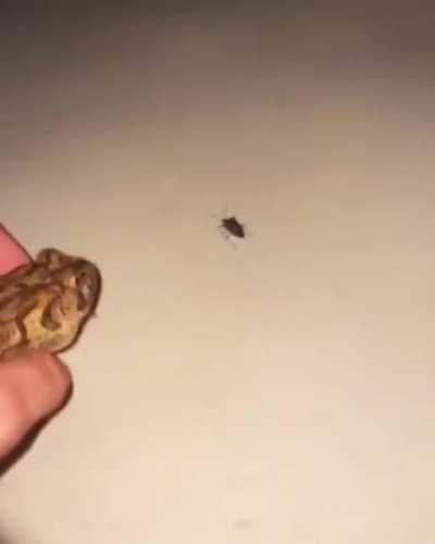 Hungry frog, will eat anything in his path