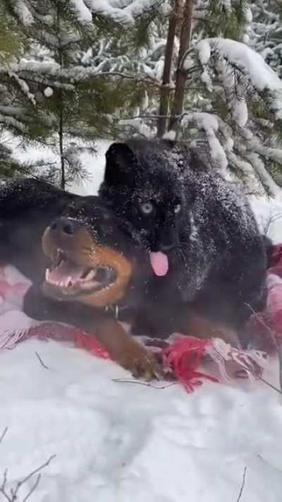 Rottweiler and a black panther bestest friends :)
