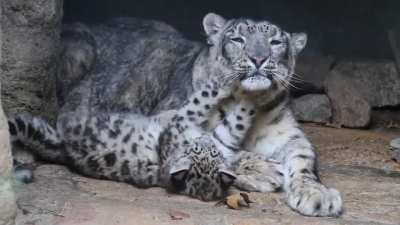 Snow leopards are recognized by their thick white-gray coat spotted with large black rosettes which blend in perfectly with Asia’s steep and rocky, high mountains, hence their nickname 