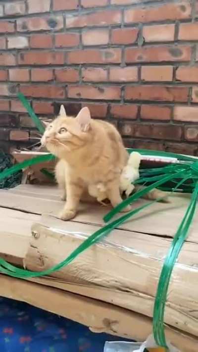 he protecc