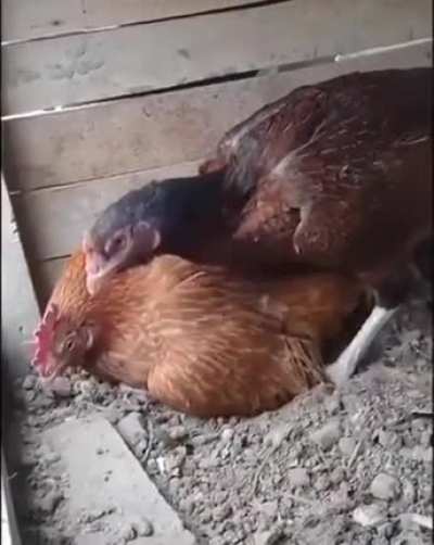 Sit on the egg you idiot!