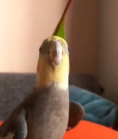 fofissimo