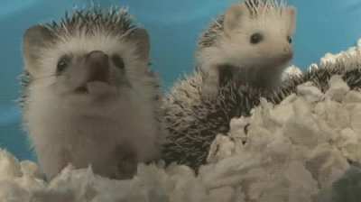 shocked hedgehog