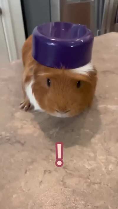 Weird Face + Animal Abuse = 