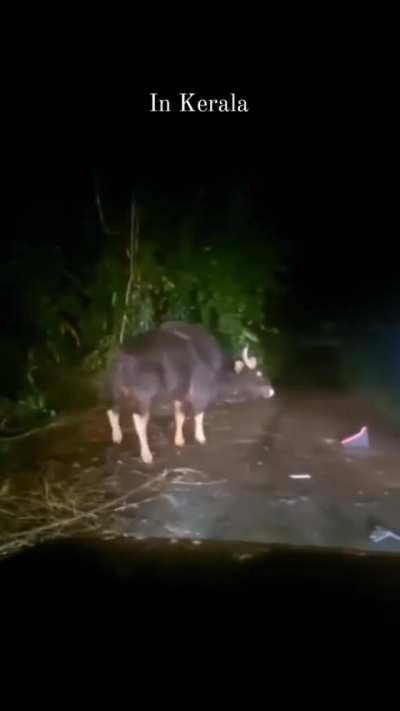 Indian Bison vs Auto-rickshaw, somewhere in South India.