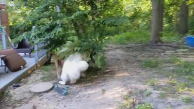 Mom's polar bear came to visit